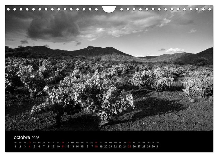 Produktbild: VIGNES DU SUD terroirs d'AOC (Calendrier mural 2026 DIN A4 vertical), CALVENDO calendrier mensuel