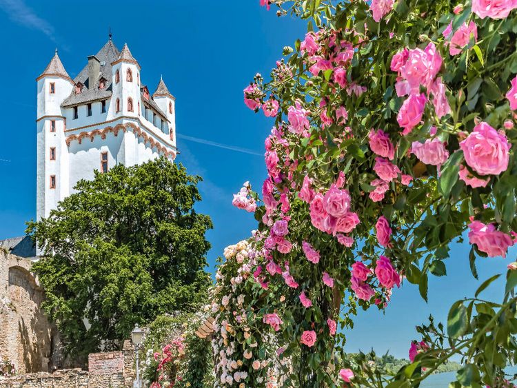 Produktbild: CALVENDO Puzzle Kurf&uuml;rstliche Burg mit Rosen | 1000 Teile Lege-Gr&ouml;&szlig;e 64x48cm Foto-Puzzle f&uuml;r gl&uuml;ckliche Stunden