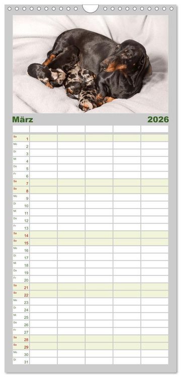 Produktbild: Familienplaner 2026 - Dackelblicke - Lassen Herzen erw&auml;rmen. mit 5 Spalten (Wandkalender, 21 x 45 cm) CALVENDO