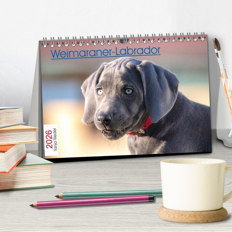 Produktbild: Weimaraner-Labrador (Tischkalender 2026 DIN A5 quer), CALVENDO Monatskalender