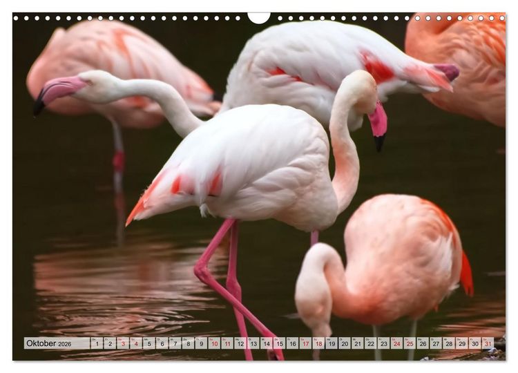 Produktbild: Flamingo Zauber (Wandkalender 2026 DIN A3 quer), CALVENDO Monatskalender