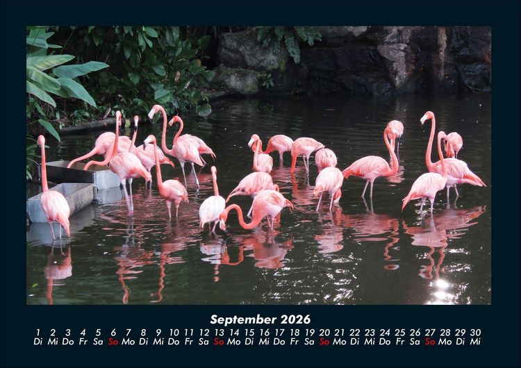 Produktbild: V&ouml;gel 2026 Fotokalender DIN A4