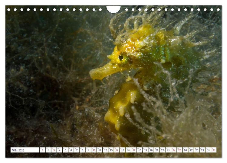 Produktbild: unterwasser makro 2026 (Wandkalender 2026 DIN A4 quer), CALVENDO Monatskalender
