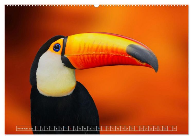 Produktbild: Die bunte Welt der V&ouml;gel (hochwertiger Premium Wandkalender 2026 DIN A2 quer), Kunstdruck in Hochglanz