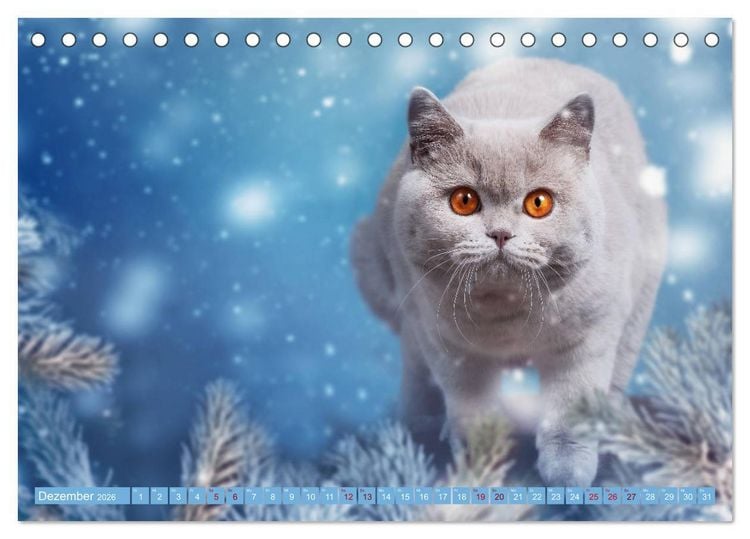 Produktbild: Kittens - Britisch Kurzhaar Katzenkinder (Tischkalender 2026 DIN A5 quer), CALVENDO Monatskalender