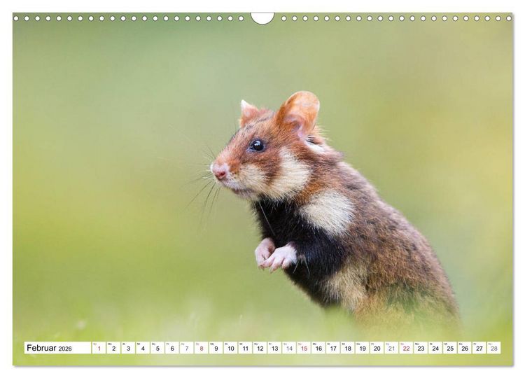 Produktbild: Herzige Feldhamster - farbenfrohe Nagetiere im st&auml;dtischen Lebensraum (Wandkalender 2026 DIN A3 quer), CALVENDO Monatskalender