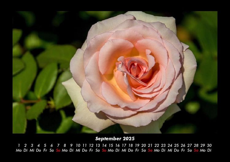 Produktbild: Blumentr&auml;ume 2025 Fotokalender DIN A3