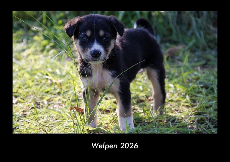 Produktbild: Welpen 2026 Fotokalender DIN A3