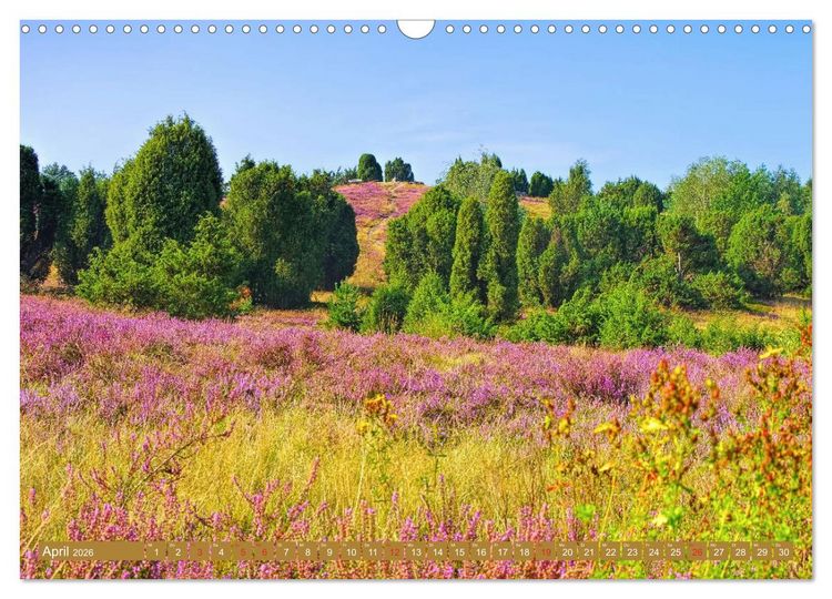 Produktbild: L&uuml;neburger Heide - Wanderung rund um Wilsede und Totengrund (Wandkalender 2026 DIN A3 quer), CALVENDO Monatskalender