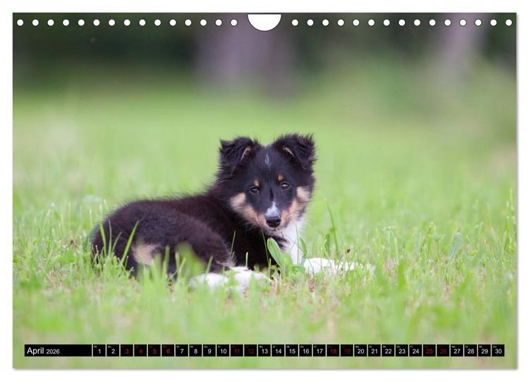 Produktbild: Shetland Sheepdogs - Kleine Charmeure (Wandkalender 2026 DIN A4 quer), CALVENDO Monatskalender