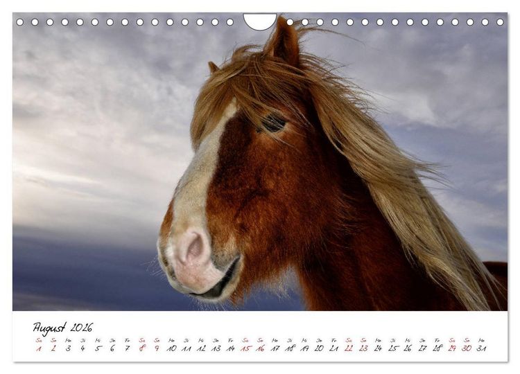 Produktbild: Islandpferde take it Isi (Wandkalender 2026 DIN A4 quer), CALVENDO Monatskalender