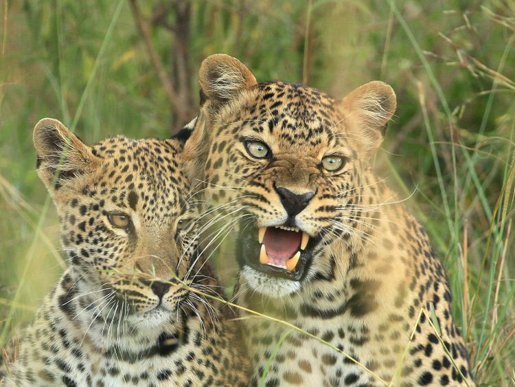 Produktbild: CALVENDO Puzzle Leoparden &ndash; Vorsicht! 1000 Teile Lege-Gr&ouml;&szlig;e 64 x 48 cm Foto-Puzzle Bild von Michael Herzog
