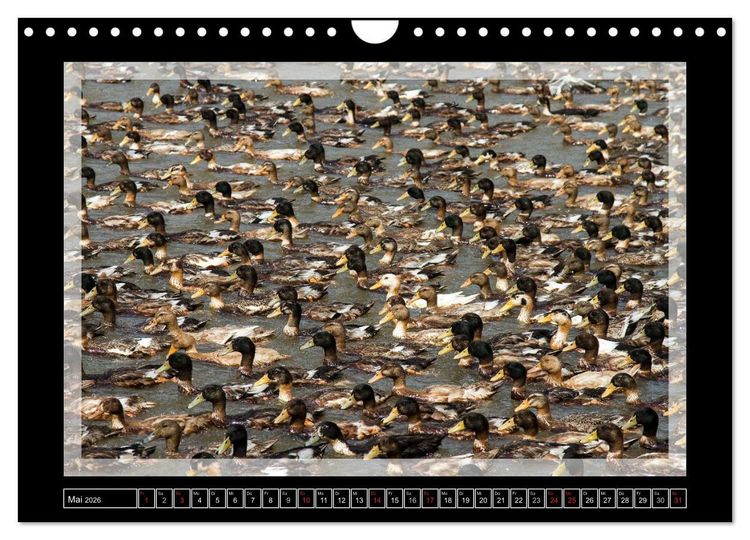 Produktbild: Kerala - Impressionen aus S&uuml;dindien (Wandkalender 2026 DIN A4 quer), CALVENDO Monatskalender