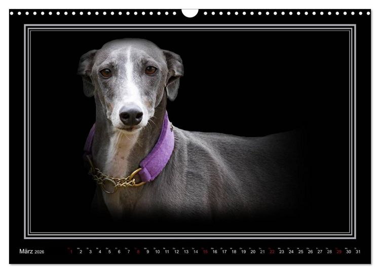Produktbild: Galgo Espa&ntilde;ol 2026- Der spanische Windhund (Wandkalender 2026 DIN A3 quer), CALVENDO Monatskalender