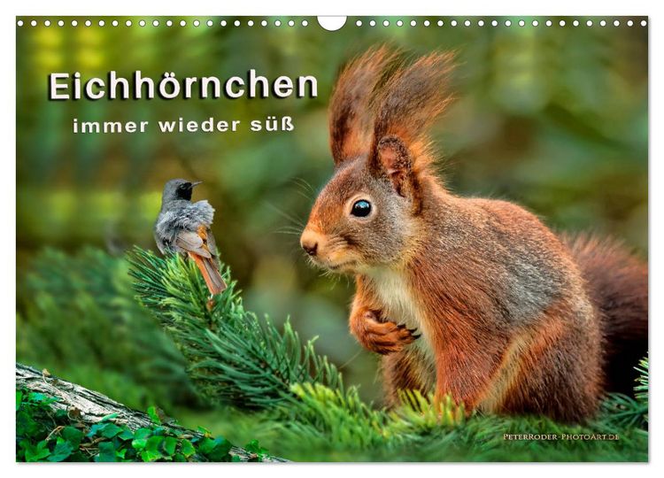 Produktbild: Eichh&ouml;rnchen - immer wieder s&uuml;&szlig; (Wandkalender 2026 DIN A3 quer), CALVENDO Monatskalender
