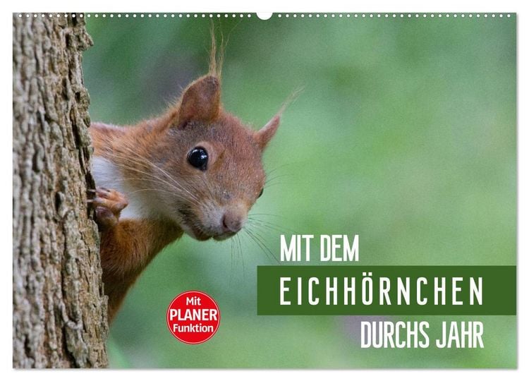 Produktbild: Mit dem Eichh&ouml;rnchen durchs Jahr (Wandkalender 2026 DIN A2 quer), CALVENDO Monatskalender