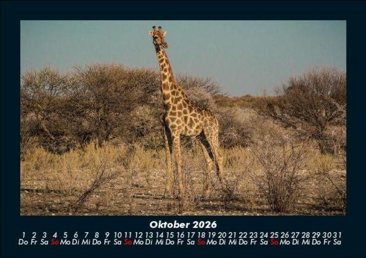 Produktbild: Giraffen 2026 Fotokalender DIN A5