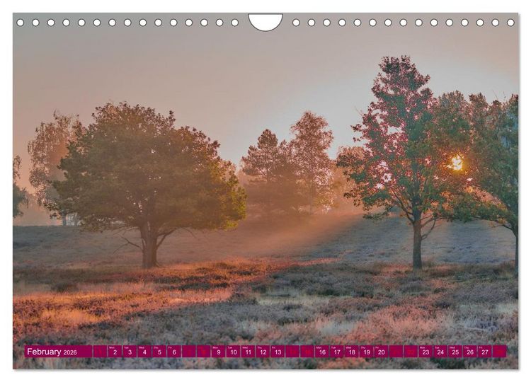 Produktbild: Just lovely - the power of pink heather blossom beauty (Wall Calendar 2026 DIN A4 landscape), CALVENDO 12 Month Wall Calendar