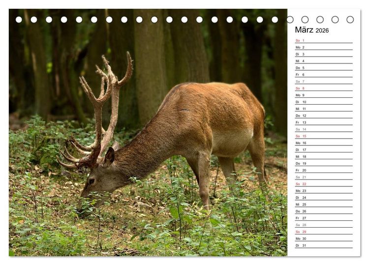 Produktbild: Hirsche (Tischkalender 2026 DIN A5 quer), CALVENDO Monatskalender