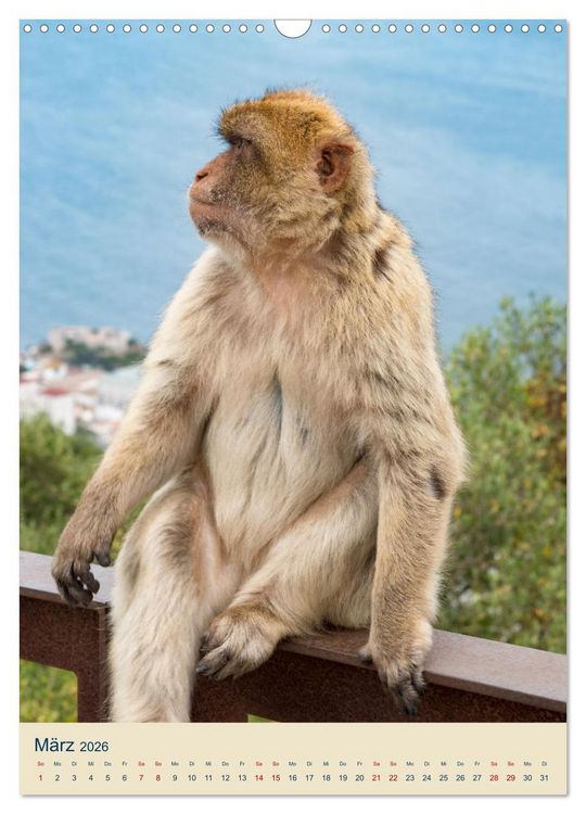 Produktbild: Gibraltar - Die Heimat der Berberaffen auf dem Rock (Wandkalender 2026 DIN A3 hoch), CALVENDO Monatskalender