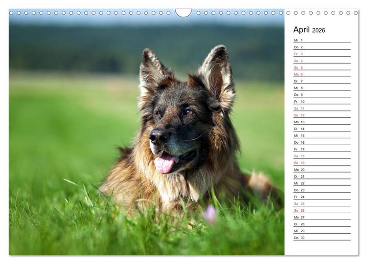Produktbild: Zauberhafte Langhaar Sch&auml;ferhunde (Wandkalender 2026 DIN A3 quer), CALVENDO Monatskalender