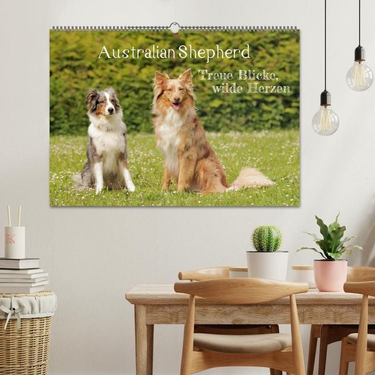 Produktbild: Australian Shepherd - Treue Blicke, wilde Herzen (Wandkalender 2027 DIN A2 quer), CALVENDO Monatskalender