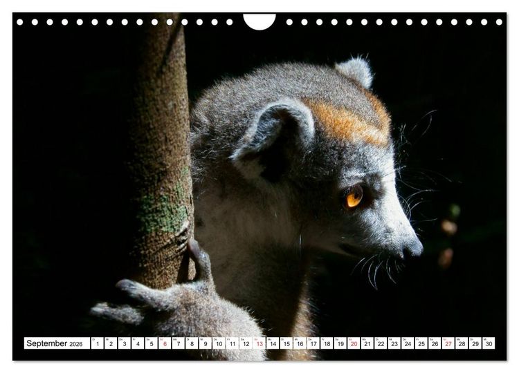 Produktbild: Madagaskar (Wandkalender 2026 DIN A4 quer), CALVENDO Monatskalender