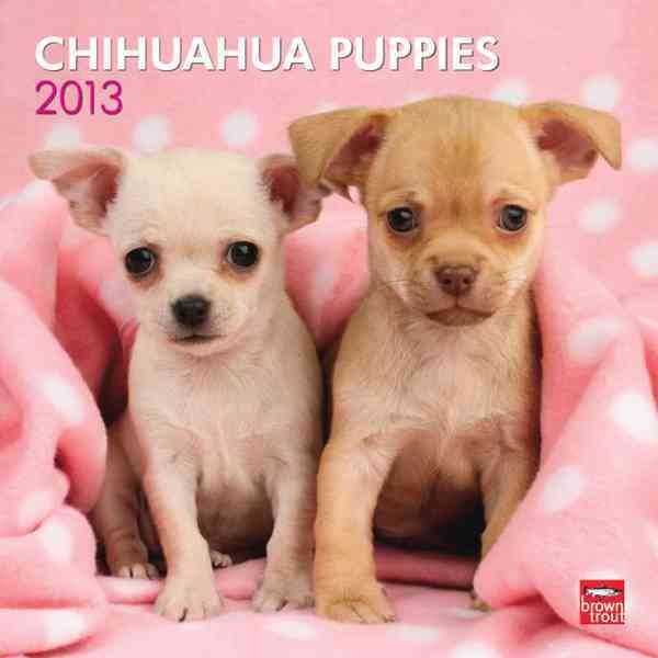 Produktbild: Chihuahua Puppies 2013 Calendar