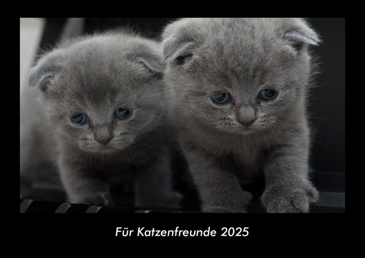 Produktbild: F&uuml;r Katzenfreunde 2025 Fotokalender DIN A3