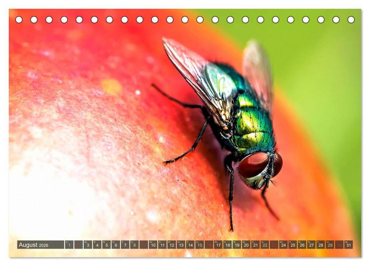Produktbild: INSEKTEN - Makrofotografie in freier Natur (Tischkalender 2026 DIN A5 quer), CALVENDO Monatskalender