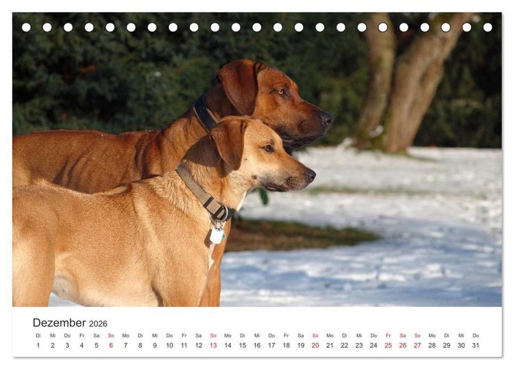 Produktbild: Ridgebacks - Hunde aus Afrika (Tischkalender 2026 DIN A5 quer), CALVENDO Monatskalender