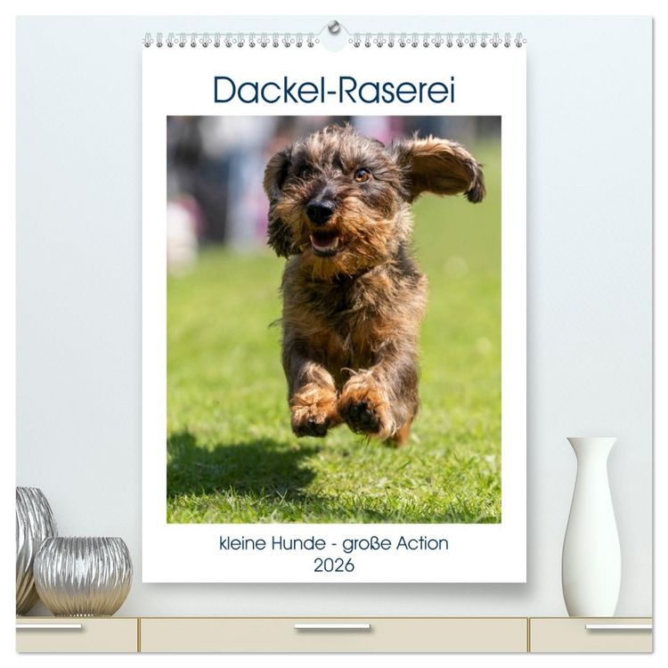 Produktbild: Dackel-Raserei (hochwertiger Premium Wandkalender 2026 DIN A2 hoch), Kunstdruck in Hochglanz