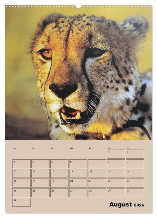 Produktbild: Gro&szlig;katzen. Raubkatzengesichter (Wandkalender 2026 DIN A2 hoch), CALVENDO Monatskalender