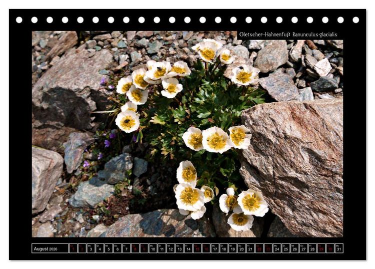Produktbild: Alpine Flora in der Hom&ouml;opathie (Tischkalender 2026 DIN A5 quer), CALVENDO Monatskalender