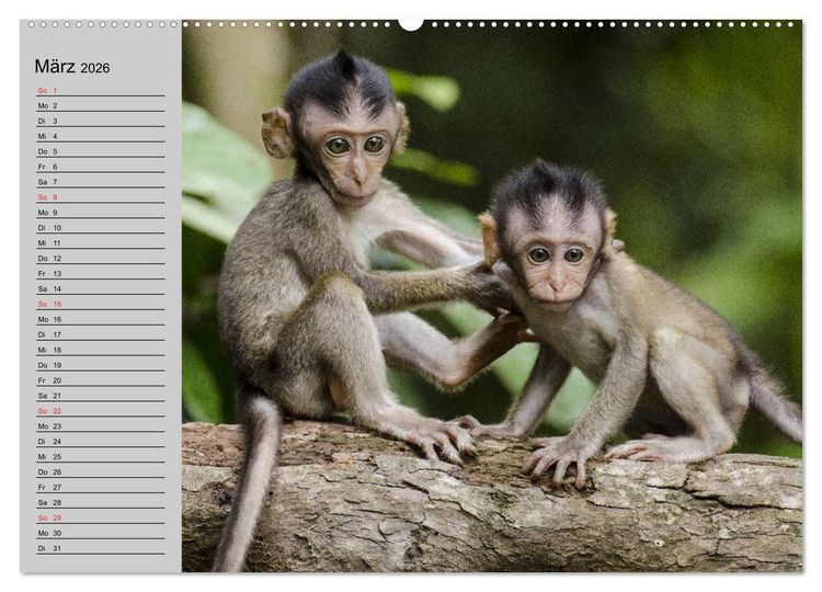 Produktbild: Faszination Affen. Kobolde zum Verlieben (Wandkalender 2026 DIN A2 quer), CALVENDO Monatskalender
