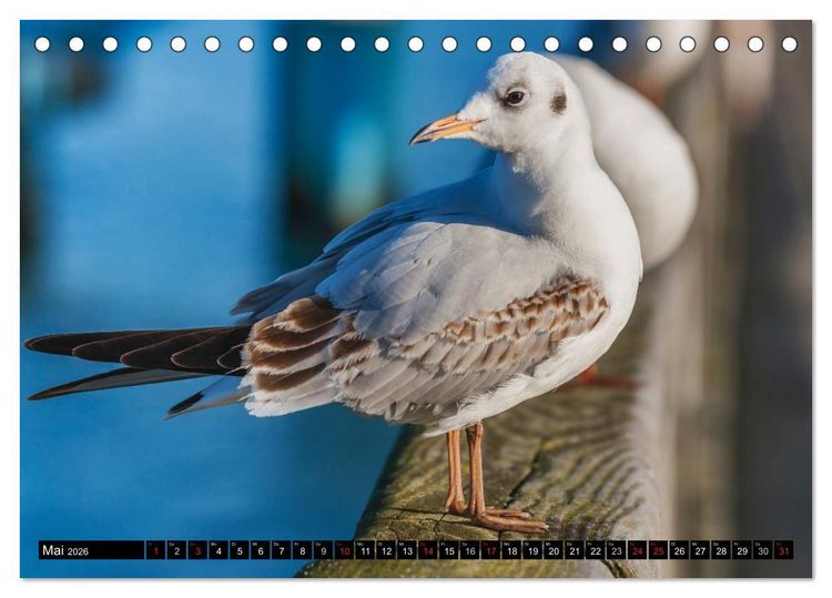 Produktbild: Entdeckungen auf der Insel R&uuml;gen (Tischkalender 2026 DIN A5 quer), CALVENDO Monatskalender