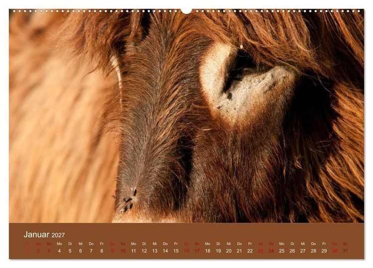 Produktbild: Baudet de Poitou - Seltene franz&ouml;sische Langohren (hochwertiger Premium Wandkalender 2027 DIN A2 quer), Kunstdruck in Hochglanz