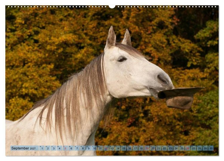 Produktbild: Lustiger Schimmel - ein Pferd mit Humor (hochwertiger Premium Wandkalender 2027 DIN A2 quer), Kunstdruck in Hochglanz