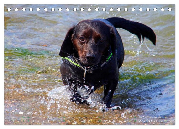 Produktbild: SPLASH - Hunde im Wasser (Tischkalender 2026 DIN A5 quer), CALVENDO Monatskalender