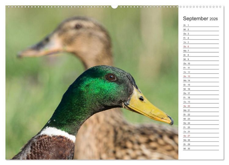 Produktbild: Emotionale Momente: Die Stockente. (Wandkalender 2026 DIN A2 quer), CALVENDO Monatskalender