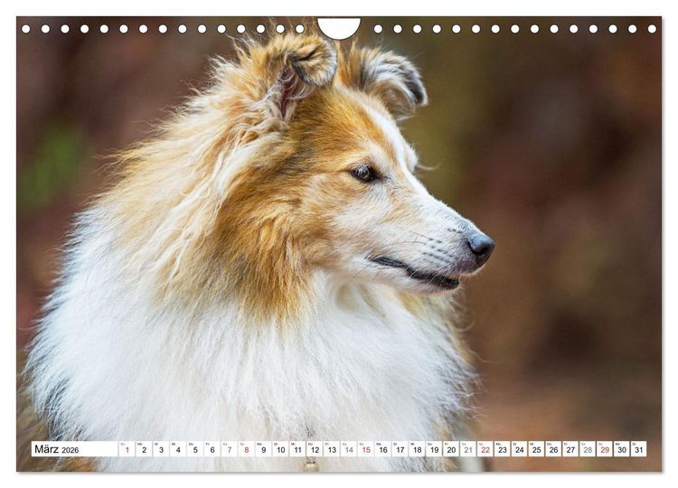 Produktbild: H&uuml;tehund der Shetland Inseln - Shetland Sheepdog (Wandkalender 2026 DIN A4 quer), CALVENDO Monatskalender