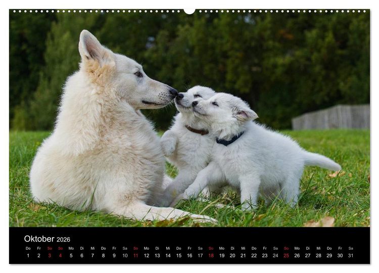 Produktbild: Wei&szlig;er Schweizer Sch&auml;ferhund - Ein Tag im Leben einer Hundefamilie (Wandkalender 2026 DIN A2 quer), CALVENDO Monatskalender