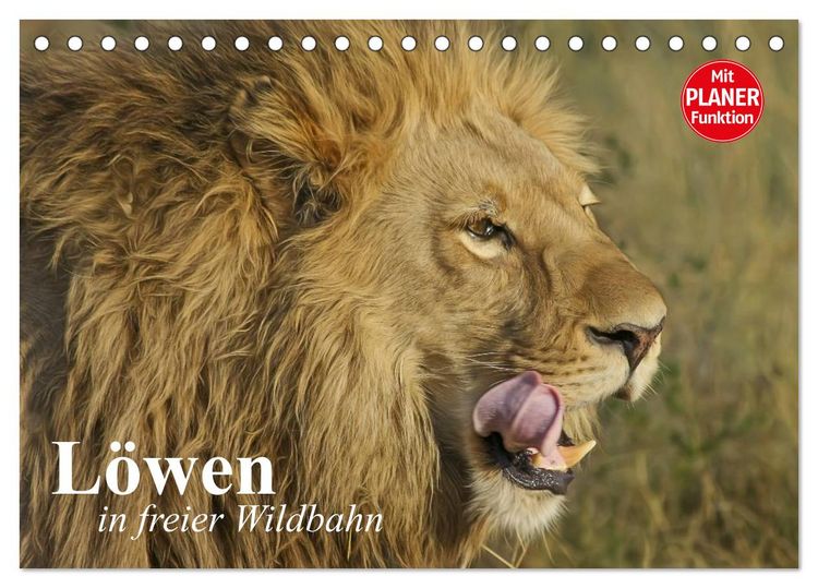 Produktbild: L&ouml;wen in freier Wildbahn (Tischkalender 2026 DIN A5 quer), CALVENDO Monatskalender