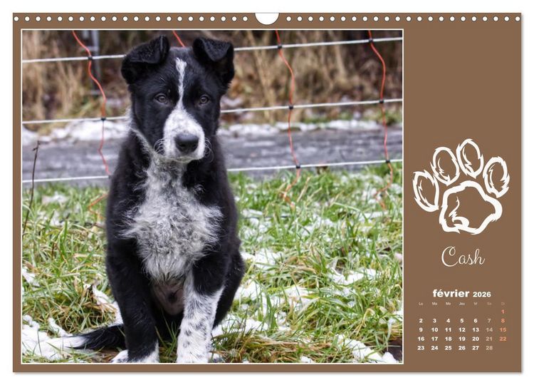 Produktbild: Border collie puppies (Calendrier mural 2026 DIN A3 vertical), CALVENDO calendrier mensuel