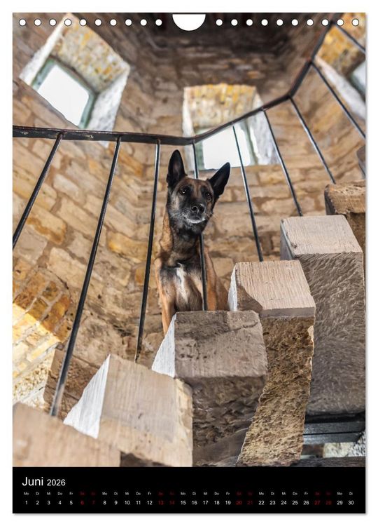 Produktbild: Hundeportraits - Monatskalender (Wandkalender 2026 DIN A4 hoch), CALVENDO Monatskalender
