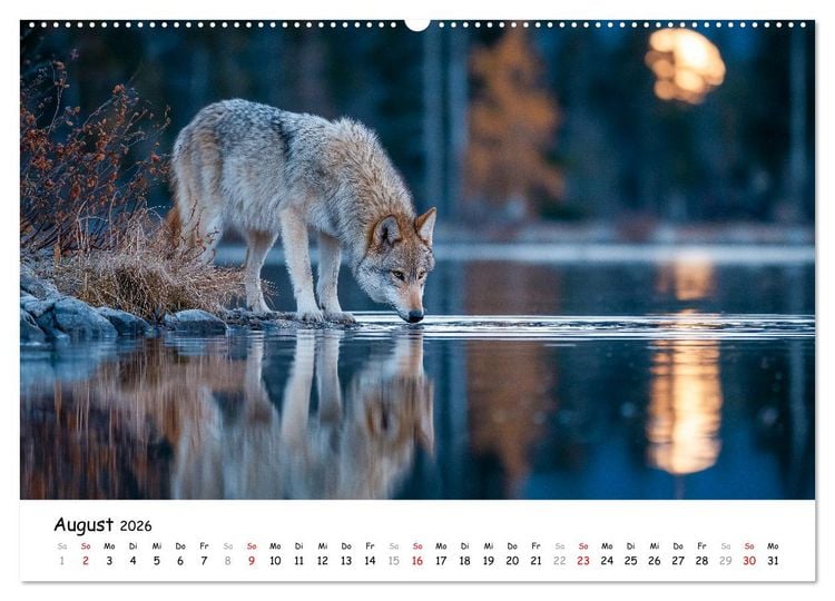 Produktbild: W&ouml;lfe im Mondlicht - Ruf der Wildnis (hochwertiger Premium Wandkalender 2026 DIN A2 quer), Kunstdruck in Hochglanz