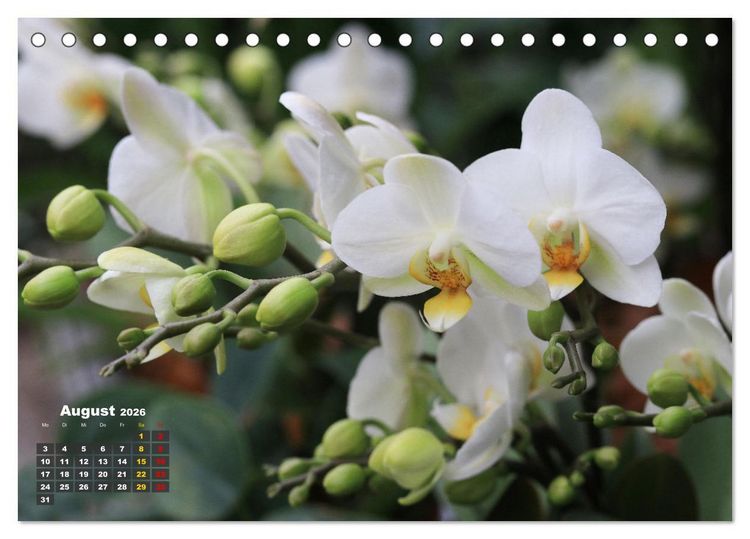 Produktbild: Pr&auml;chtige Orchideen (Tischkalender 2026 DIN A5 quer), CALVENDO Monatskalender