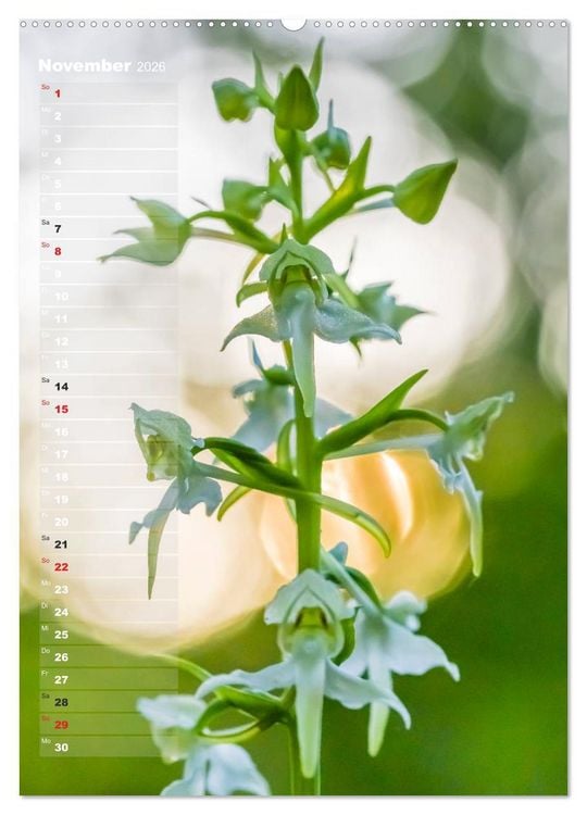 Produktbild: Auf der Suche nach Orchideen in Deutschland (Wandkalender 2026 DIN A2 hoch), CALVENDO Monatskalender