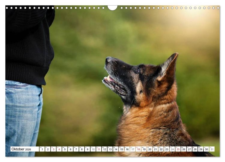 Produktbild: Deutscher Sch&auml;ferhund - Der beste Freund des Menschen (Wandkalender 2026 DIN A3 quer), CALVENDO Monatskalender