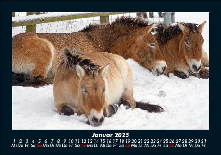 Produktbild: Pferdegefl&uuml;ster 2025 Fotokalender DIN A5